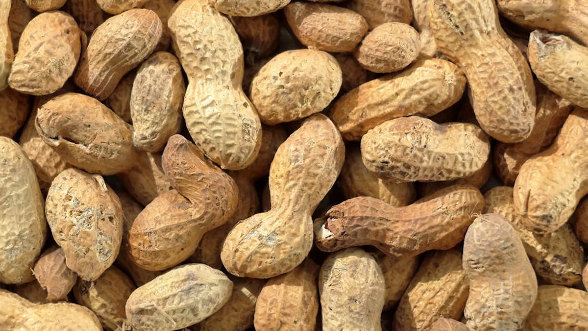 18 Tonnes of Egyptian Peanuts Stopped at Border Due to Health Risk